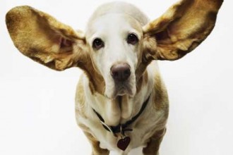 Deaf to the concert of life?