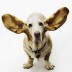 Deaf to the concert of life?